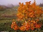 acero in autunno.jpg