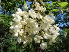 fiori di robinia.jpg