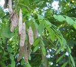 frutti di robinia.jpg