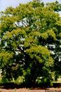 robinia.jpg
