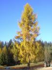 larice in autunno.jpg